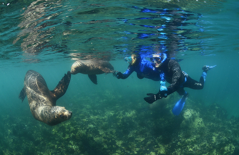 SNORKELING WITH SEA LIONS IN PUERTO MADRYN