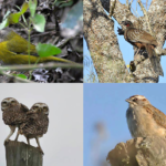 BIRDWATCHING IN THE CLOUD FOREST IN SALTA