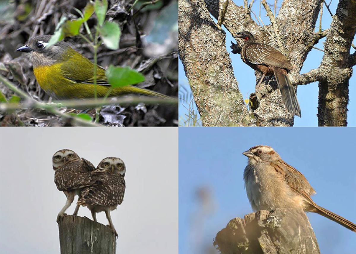 BIRDWATCHING IN THE CLOUD FOREST IN SALTA